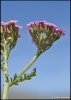 achillea