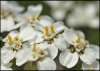 achillea