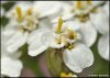 achillea-millefolium