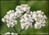 achillea