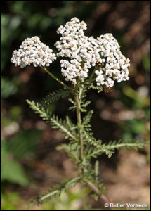 achillea
