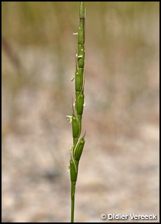 aegilops-cylindrica-egilope-cylindrique