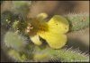 ajuga-iva