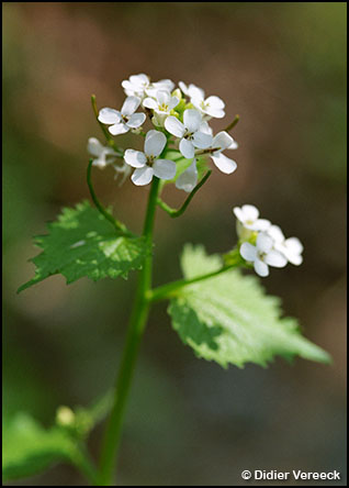 alliaria-petiolata-alliaire