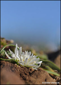 allium-chamaemoly