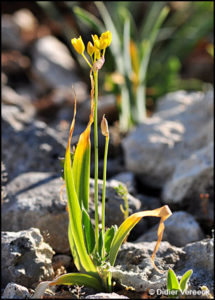 allium-moly-ail-dore