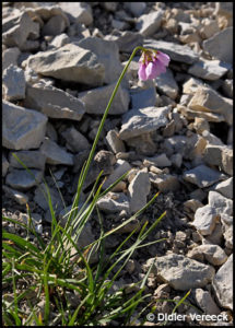allium