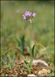 allium-roseum-ail-rose