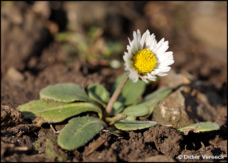 bellis-perennis-paquerette