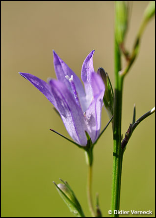 campanula-rapunculus-rave-sauvage