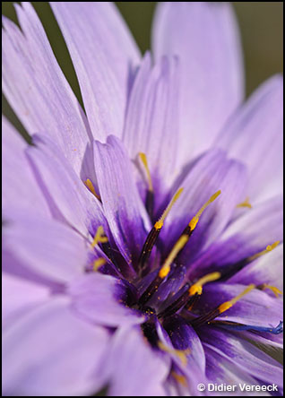 catananche-caerulea-cupidone