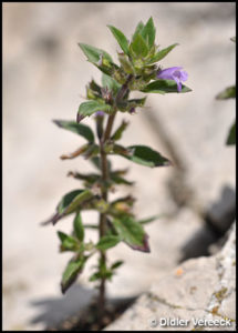 clinopodium