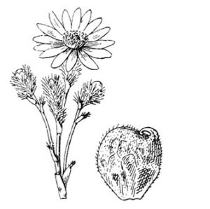 coste-adonis-vernalis