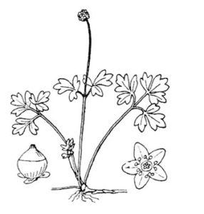 coste-adoxa-moschatellina