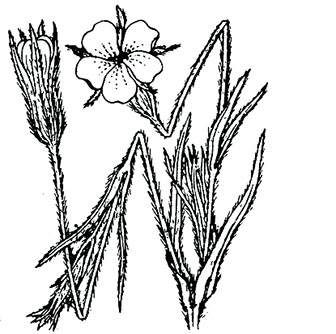 coste-agrostemma-githago