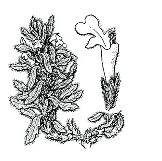 coste-ajuga-iva-pseudoiva