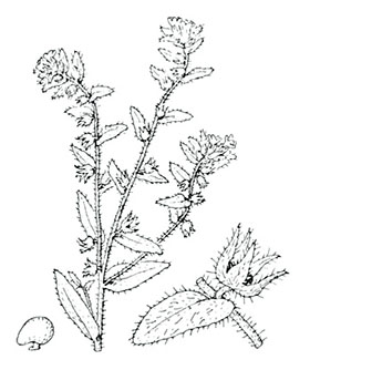 coste-alkanna-tinctoria-tinctoria
