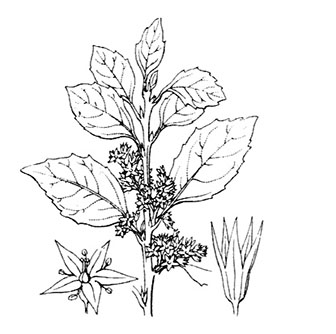 coste-rhamnus-alaternus