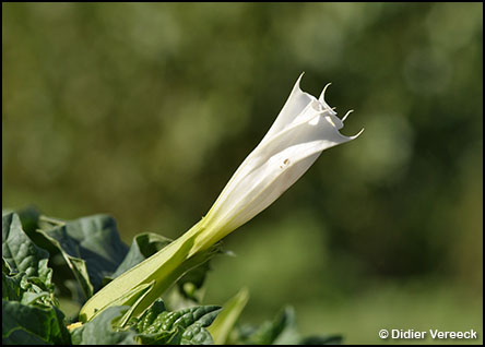 datura-stramonium-datura-officinal
