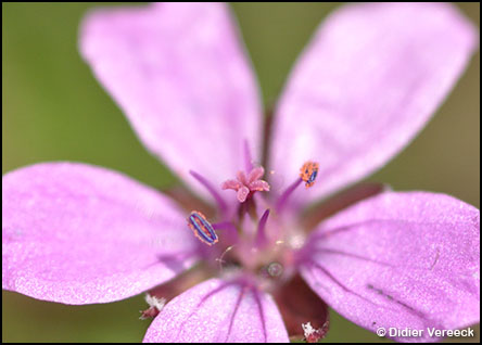 erodium-cicutarium-bec-de-grue