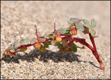 euphorbia-peplis-euphorbe-peplis