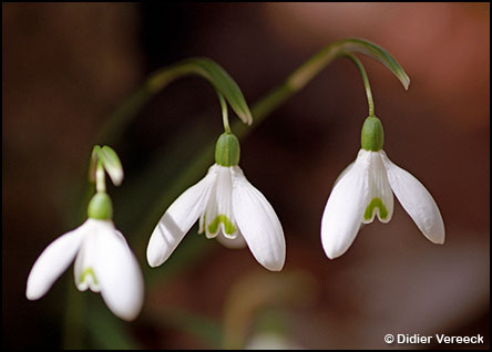 galanthus-nivalis-perce-neige