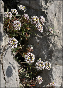 lobularia