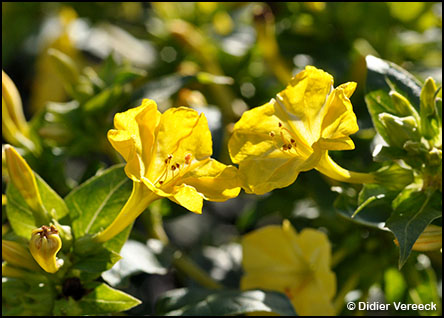 mirabilis-jalapa-belle-de-nuit