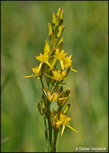 narthecium