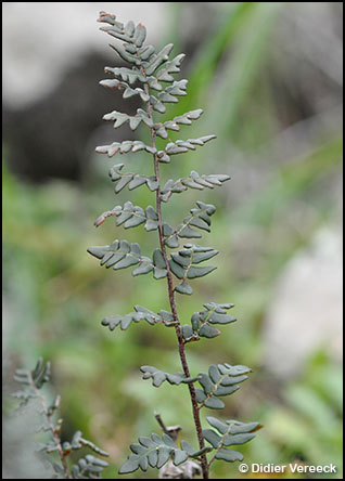 notholaena-marantae-cheilanthes-de-maranta