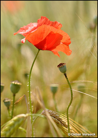 papaver-rhoeas-coquelicot