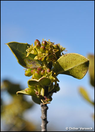 rhamnus-alaternus-alaterne
