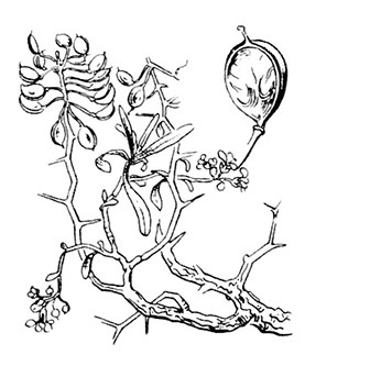 coste-hormathophylla-spinosa