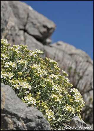 hormathophylla-spinosa-alysson-epineux