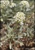 hormathophylla