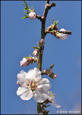 prunus-dulcis-amandier