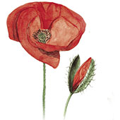 Fleurs-de-montagne