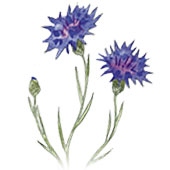 Flore-du-sud-de-la-France