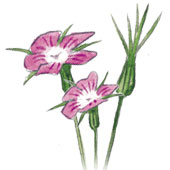 Plantes-mediterranéennes