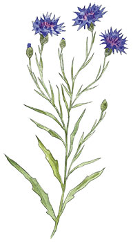 plantes-typiques