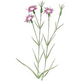 plantes-vivaces