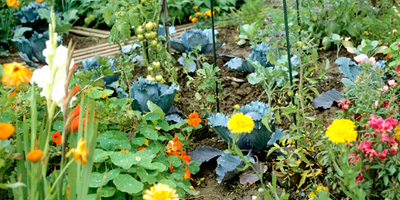 Les fleurs dans le potager 1