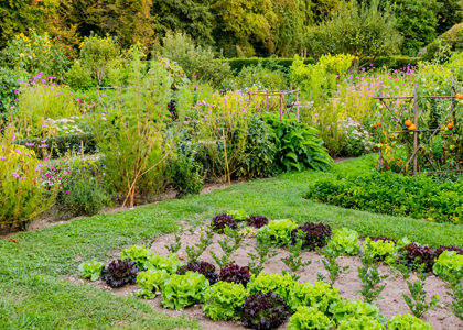 Les fleurs dans le potager