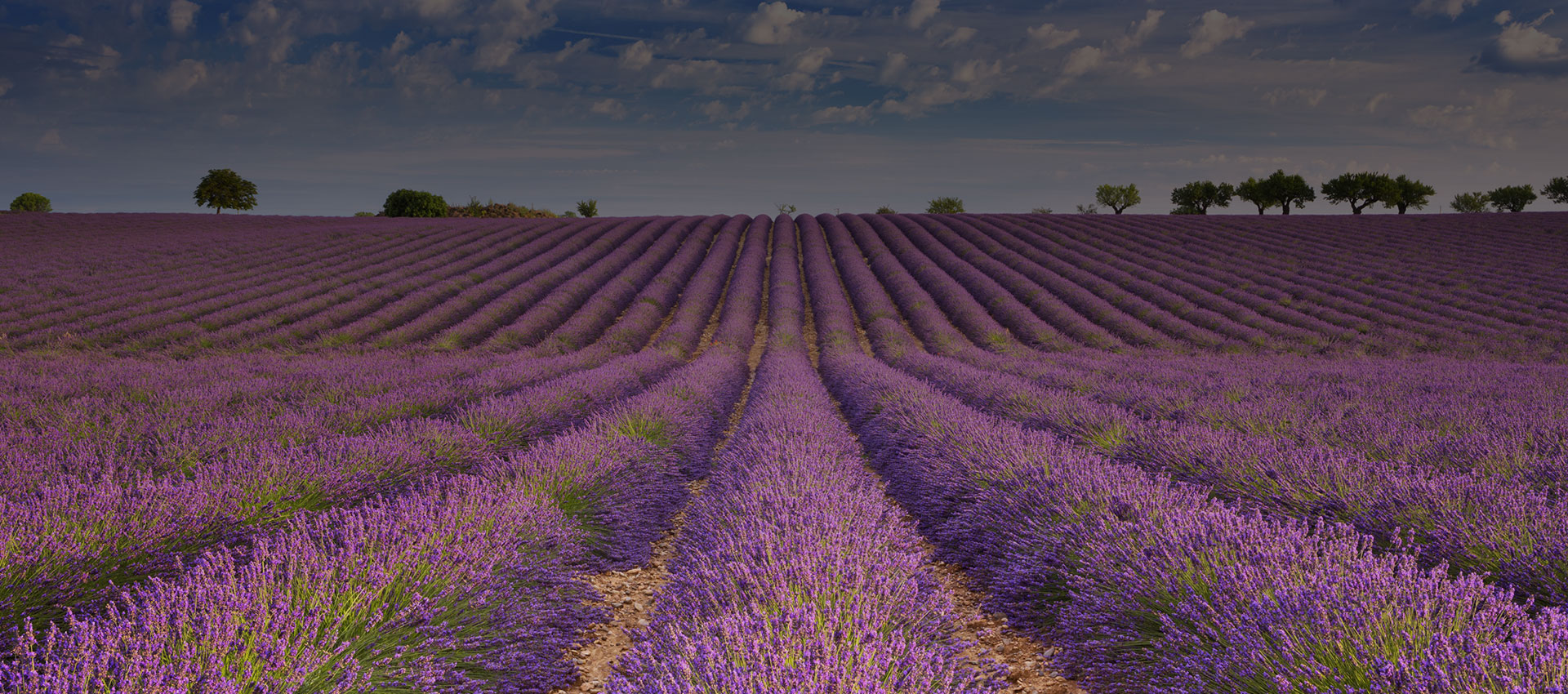 Fleurs du sud de la France - Méditerrannée et montagne