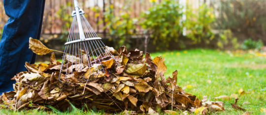 Jardin en automne