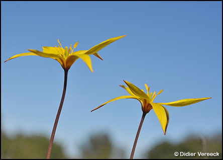 tulipa-sylvestris-australis-tulipe-meridionale