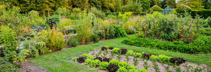 Les fleurs dans le potager