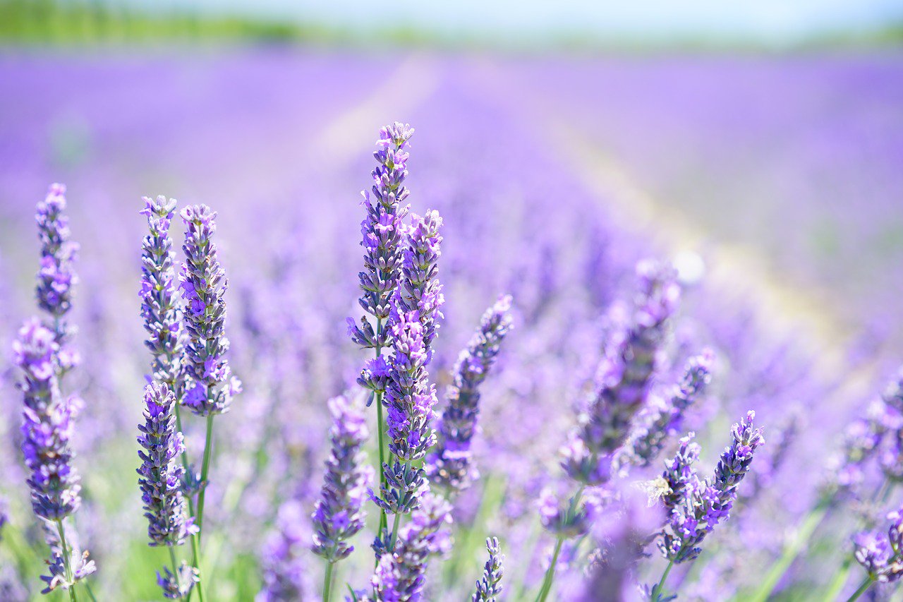 plantes indigènes